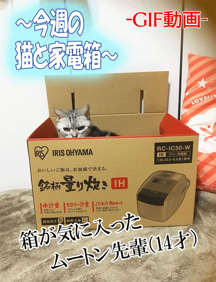 今週の猫と家電箱