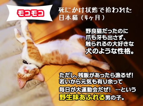 モコモコ