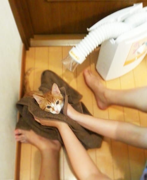 「あーーーーーれーーーーー」