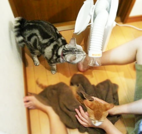 こんな風に寄ってきて、このドライヤーには抵抗ない様子。