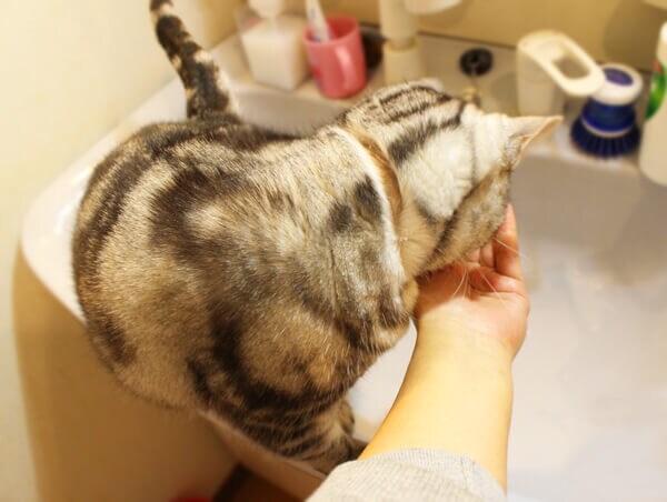 手から水を飲みたい