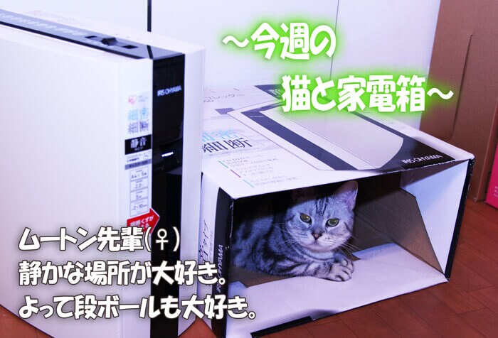 今週の猫と家電箱