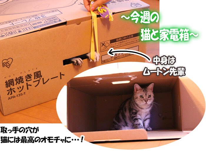 今週の猫と家電箱