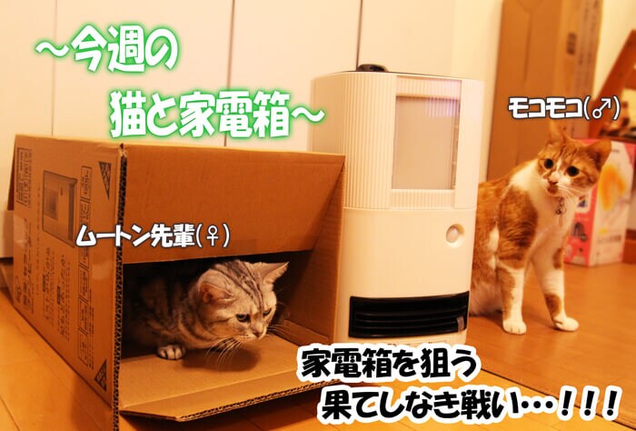 今週の猫と家電箱