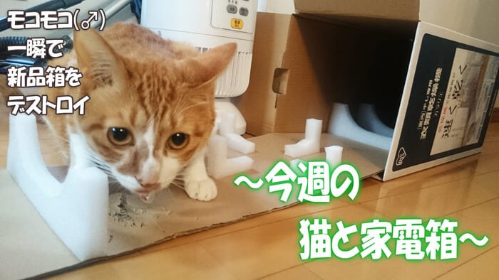 今週の猫と家電箱