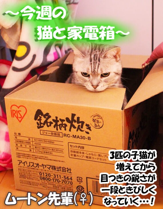今週の猫と家電箱