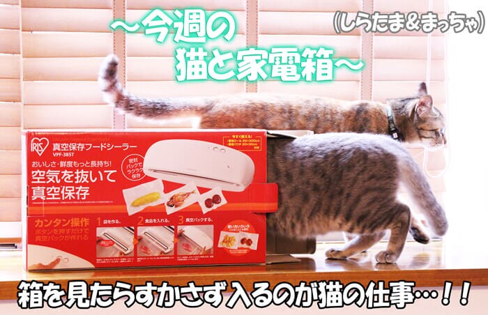 今週の猫と家電箱