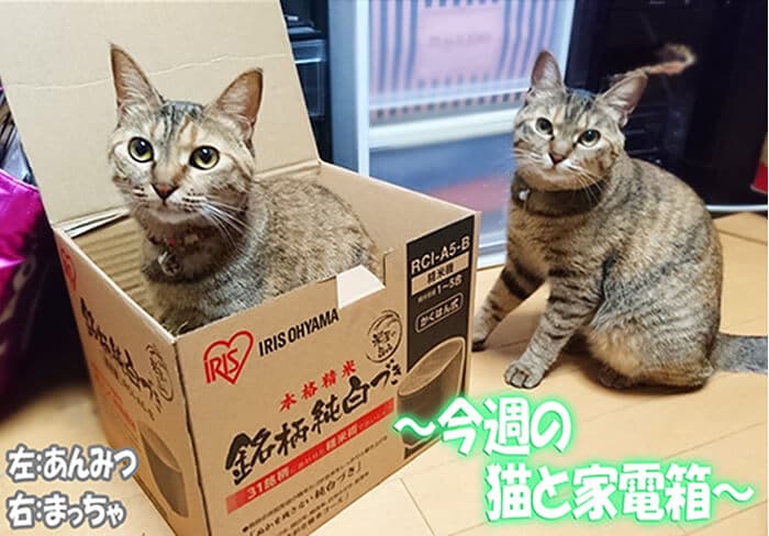 今週の猫と家電箱