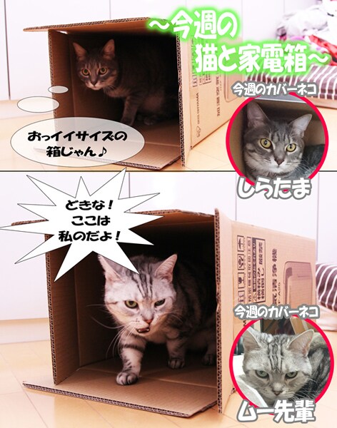 今週の猫と家電箱