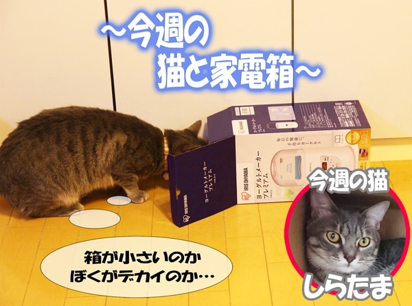 今週の猫と家電箱