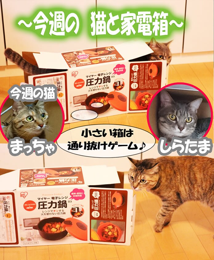 今週の猫と家電箱