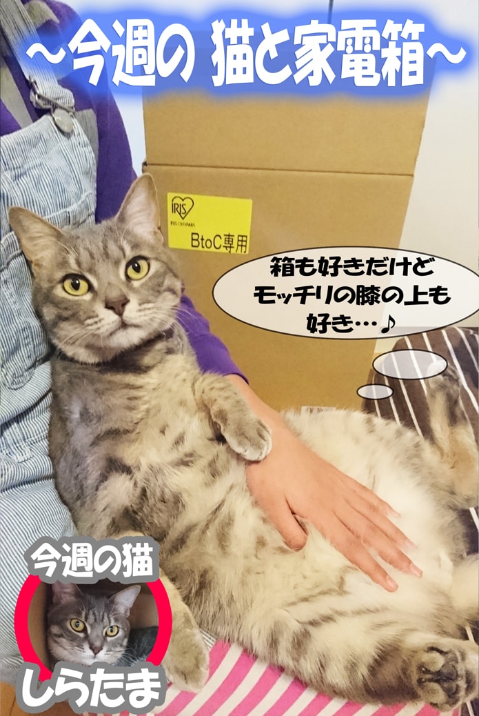 今週の猫と家電箱