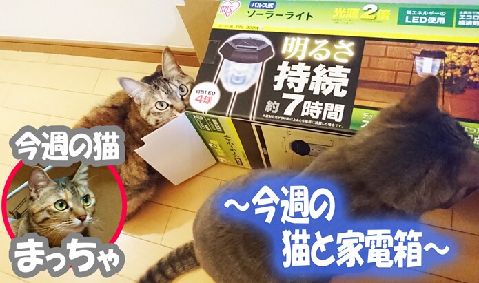 今週の猫と家電箱
