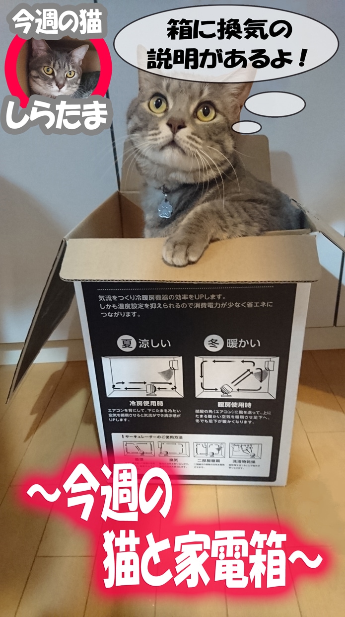 今週の猫と家電箱
