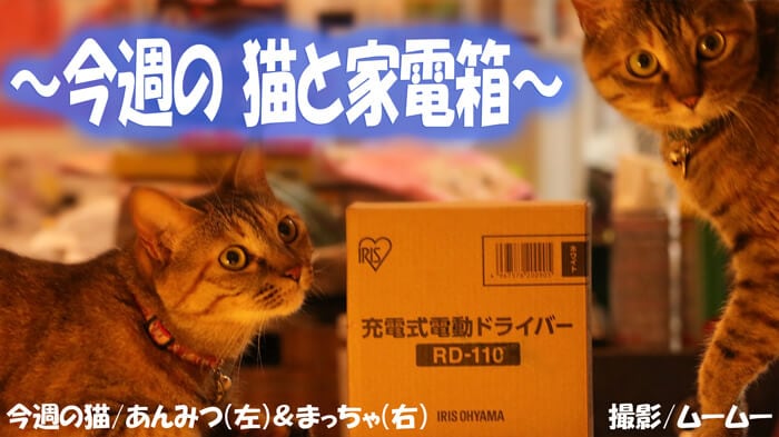 今週の猫と家電箱