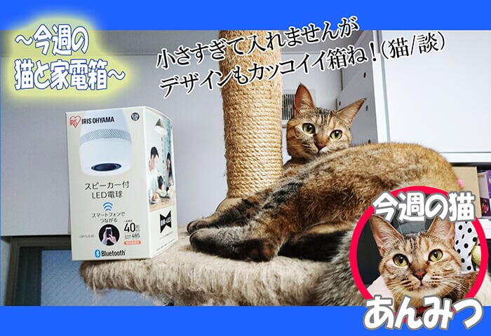 今週の猫と家電箱
