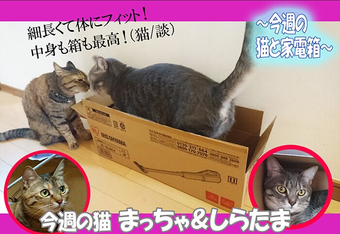 今週の猫と家電箱