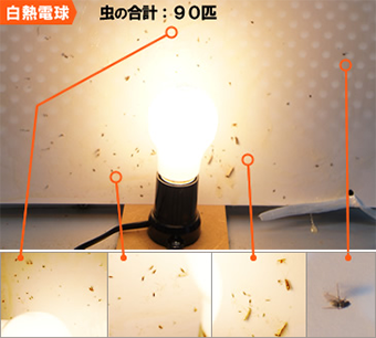 白熱電球 / 90匹
