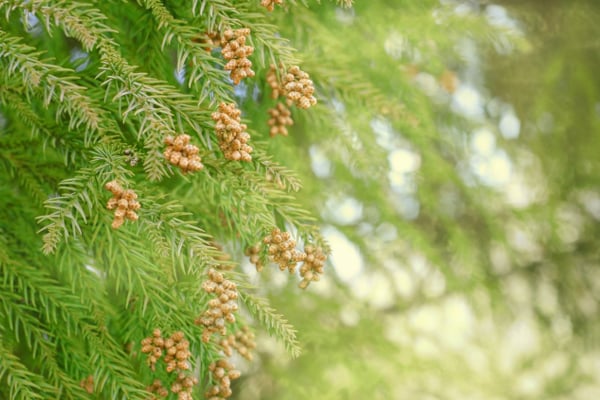 花粉の画像