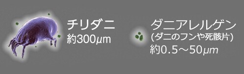 ダニの画像
