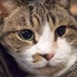にゃんたまろんさん