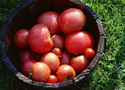 使える!冷凍保存の裏ワザ〜野菜編〜