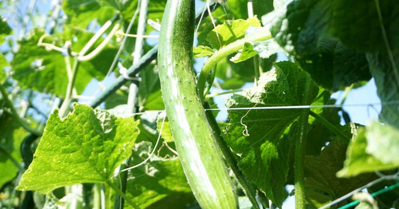 支柱でのびのび野菜作り 支柱特集 アイリスプラザ メディア