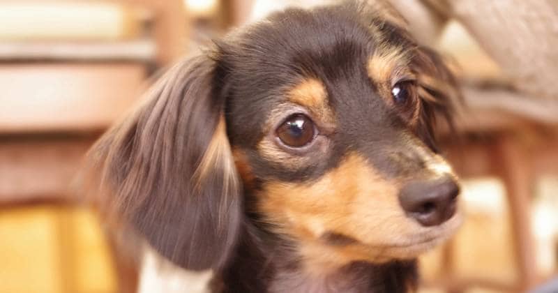 夜鳴きを繰り返してしまいます～犬の病気QA