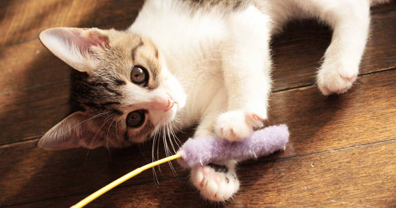 猫の病気QA