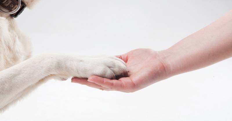犬のしつけQA