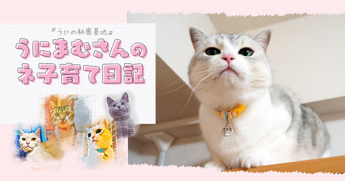 猫はいうことを聞いてくれない うにまむさんのネ子育て日記 アイリスプラザ メディア