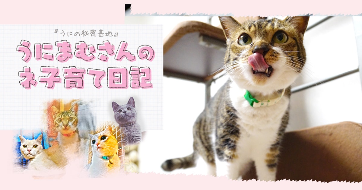 イライラをワクワクに変えちゃおう！～うにまむさんのネ子育て日記