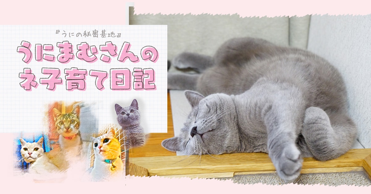 パンダと猫の違いはあれど…～うにまむさんのネ子育て日記