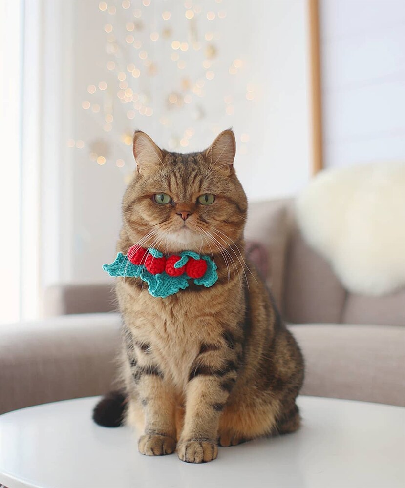 torachanthecat