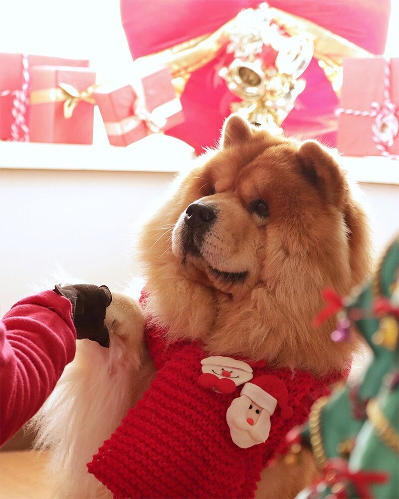 dorami_the_chow
