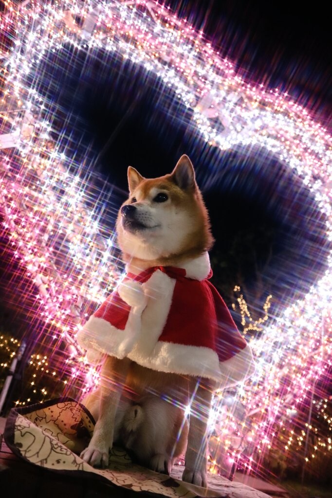 maro0324shiba