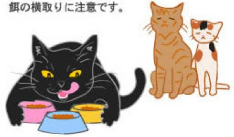 猫の肥満注意報 アイリスプラザ メディア