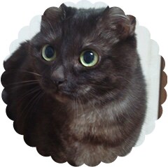 くーにゃんちゃん