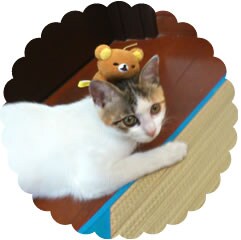 みーたんちゃん