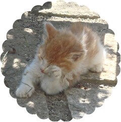 とんぽんちきさんちの猫ちゃん