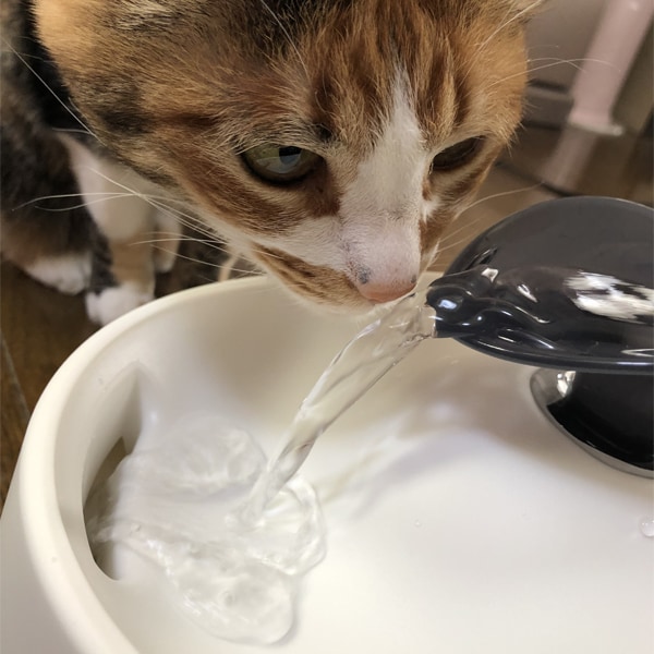 ybgp