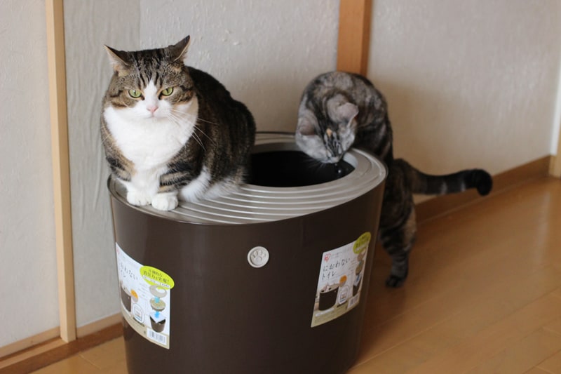 上から猫トイレシステムタイプ＆システムトイレ用におわない消臭サンド～猫グッズモニターレポート アイリスプラザ_メディア