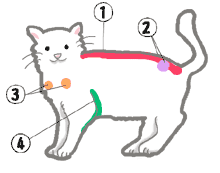 自宅でブラッシング アイリスプラザ メディア