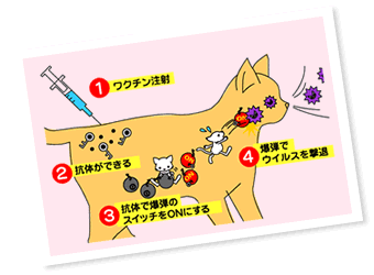 猫の免疫 細胞性免疫と液体性免疫 アイリスプラザ メディア