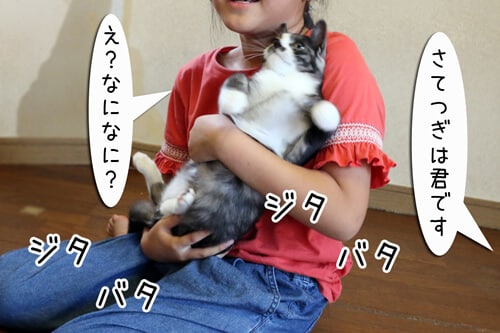 特訓開始 家猫修行 ちゃとらとはちわれマンガ日記 アイリスプラザ メディア 特訓開始 家猫修行 ちゃとらとはちわれマンガ日記 アイリスプラザ メディア