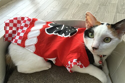 みかぽさんちのウラコ