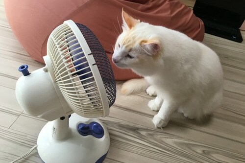 なしみさんちのパール