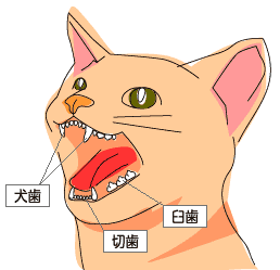 猫にも虫歯はあるの アイリスプラザ メディア