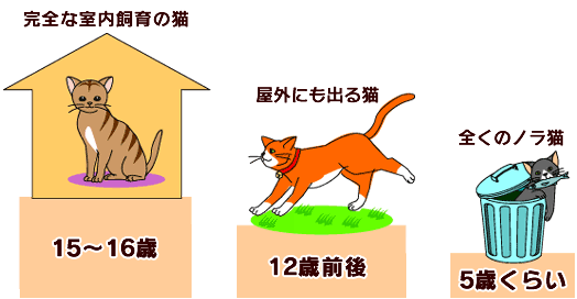 猫の高齢化 痴呆について考える アイリスプラザ メディア