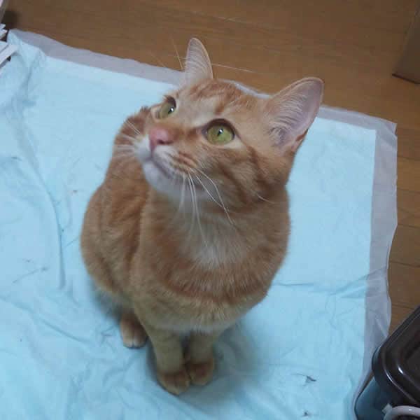 千葉県 juju10000さん